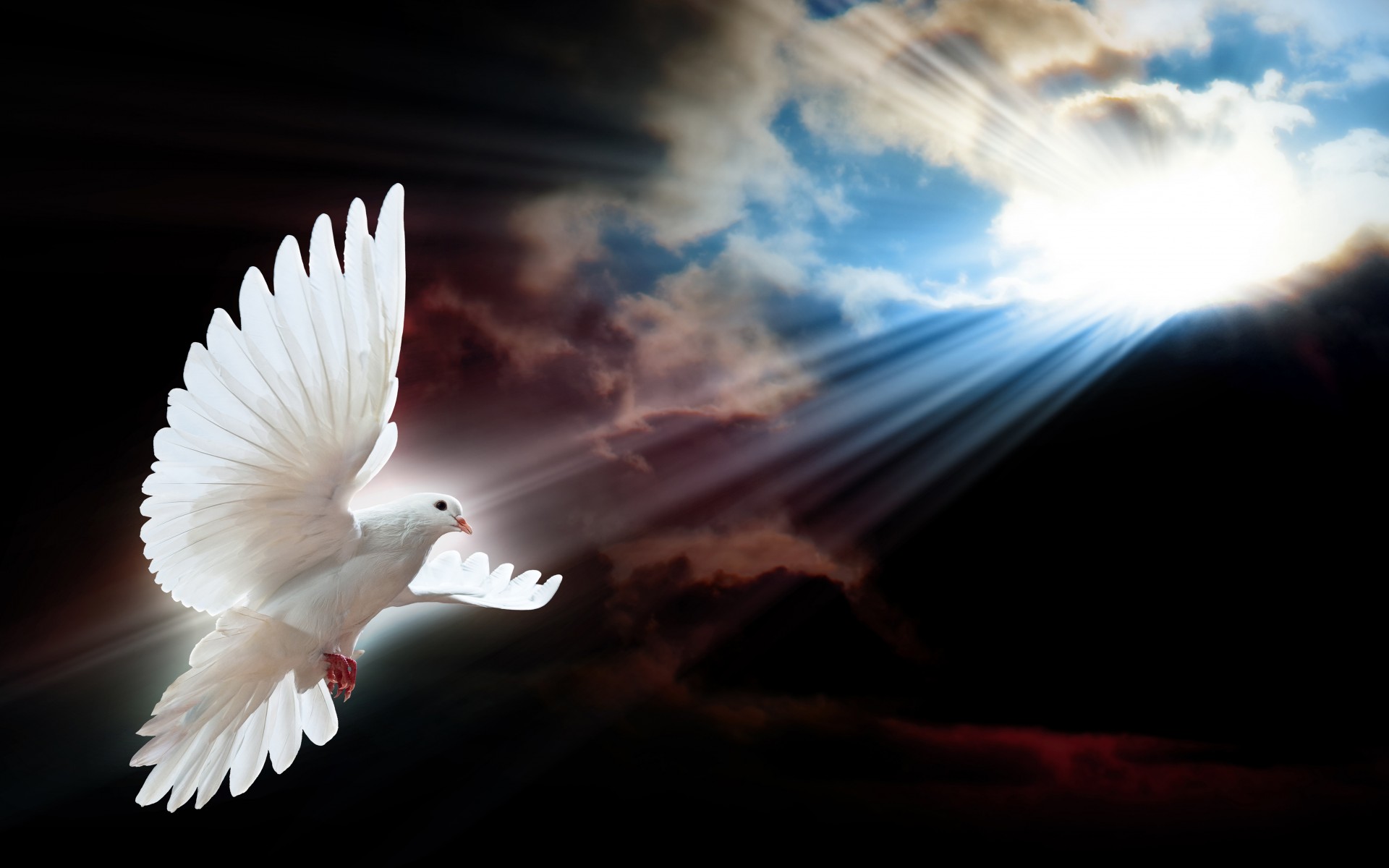 White-Dove-symbol-of-freedom-seepage-sochevite-rays-through-the-dark-clouds-Desktop-Wallpaper-HD-for-mobile-phones-and-laptops-1920x1200
